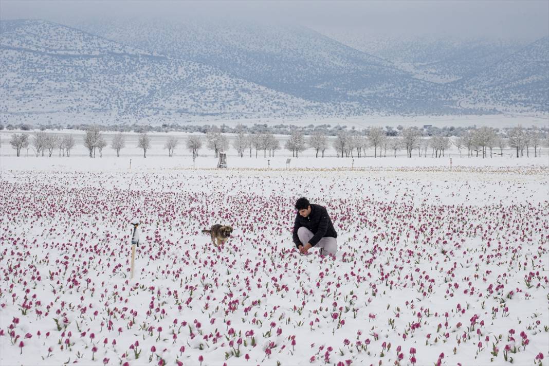 Ünlü lale bahçesi bu yıl bambaşka bir görsel şölen sunacak 6